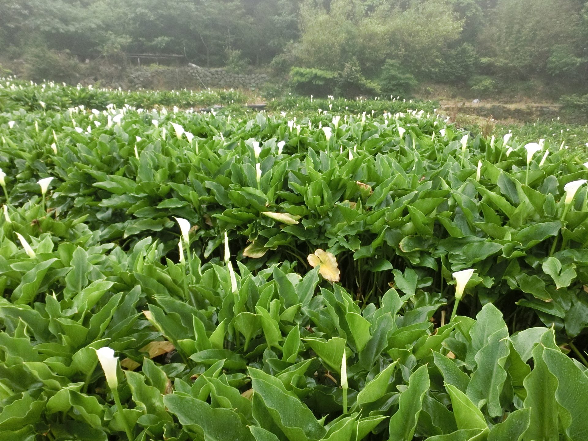 陽明山草山行館